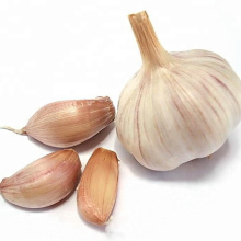 Agriculture Products Fresh Garlic on sale China fresh garlic price